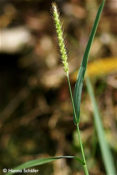 Setaria parviflora (Poir.) Kerguélen
