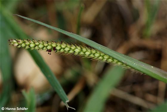 Setaria parviflora (Poir.) Kerguélen