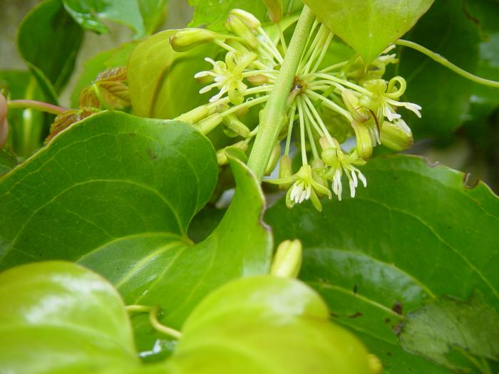 &copy; Fernando Pereira