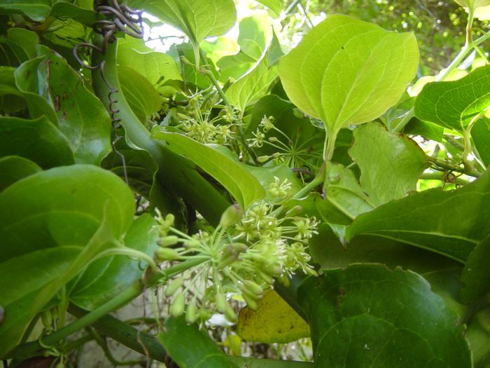 &copy; Fernando Pereira