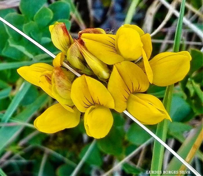 © Lurdes Borges Silva