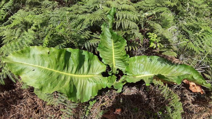 &copy; Rui Bento Elias