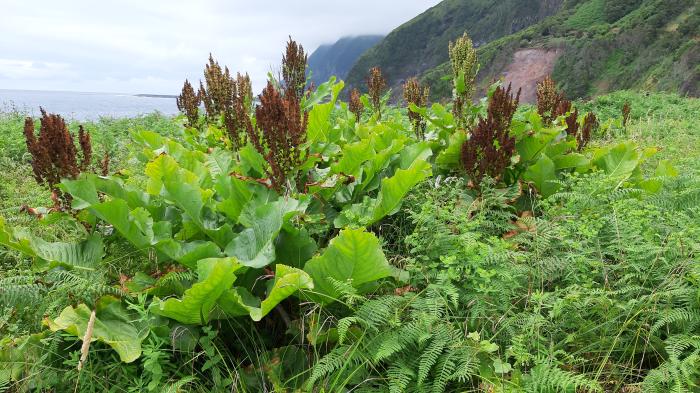 &copy; Rui Bento Elias