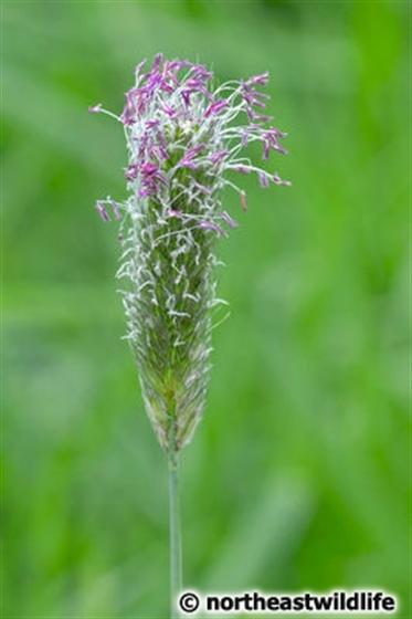 © Northeastwildlife