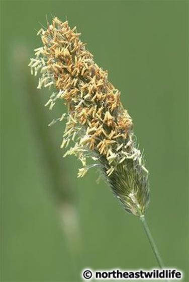 © Northeastwildlife