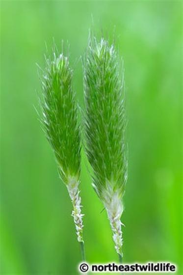 © Northeastwildlife