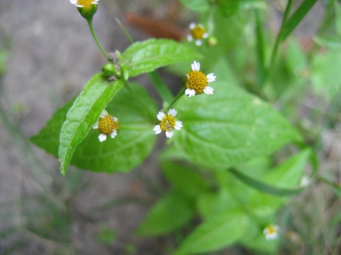 Galinsoga parviflora Cav.
