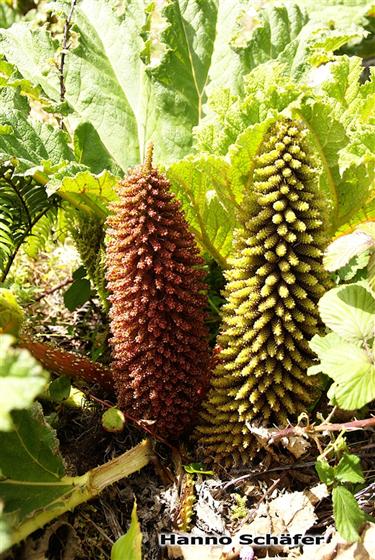 Gunnera tinctoria (Molina) Mirb.