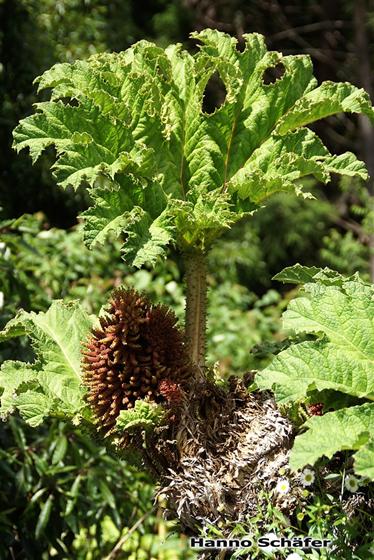 Gunnera tinctoria (Molina) Mirb.
