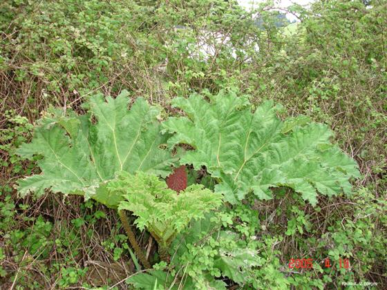 Gunnera tinctoria (Molina) Mirb.