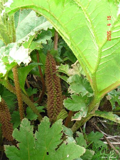 Gunnera tinctoria (Molina) Mirb.