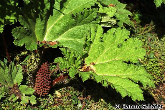 Gunnera tinctoria (Molina) Mirb.