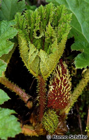 Gunnera tinctoria (Molina) Mirb.