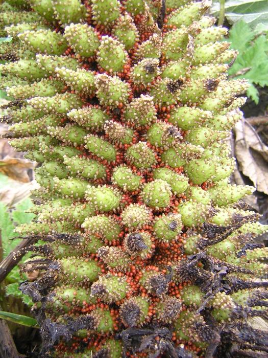 Gunnera tinctoria (Molina) Mirb.