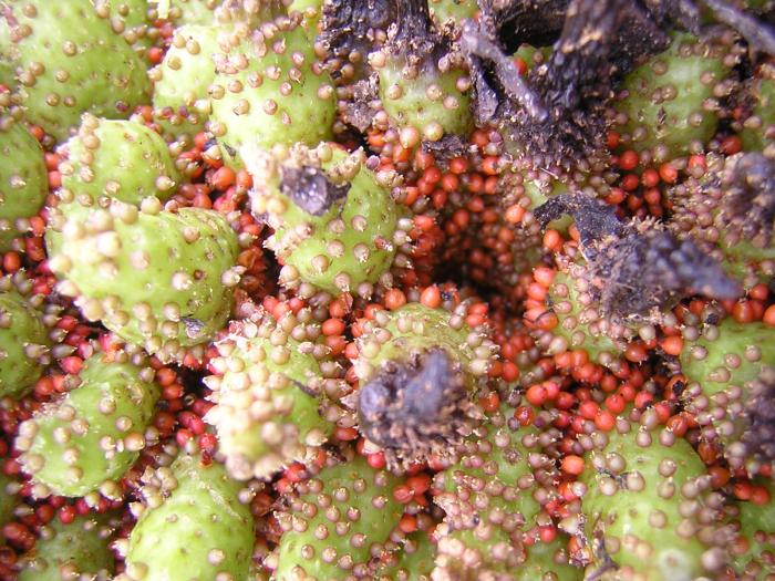 Gunnera tinctoria (Molina) Mirb.