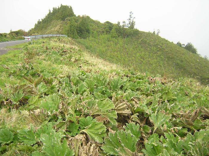 Gunnera tinctoria (Molina) Mirb.