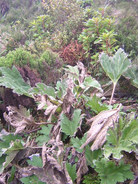 Gunnera tinctoria (Molina) Mirb.