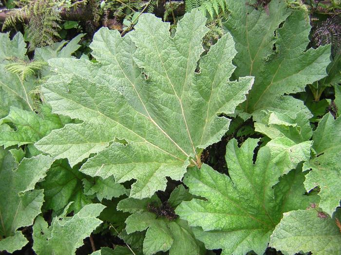 Gunnera tinctoria (Molina) Mirb.