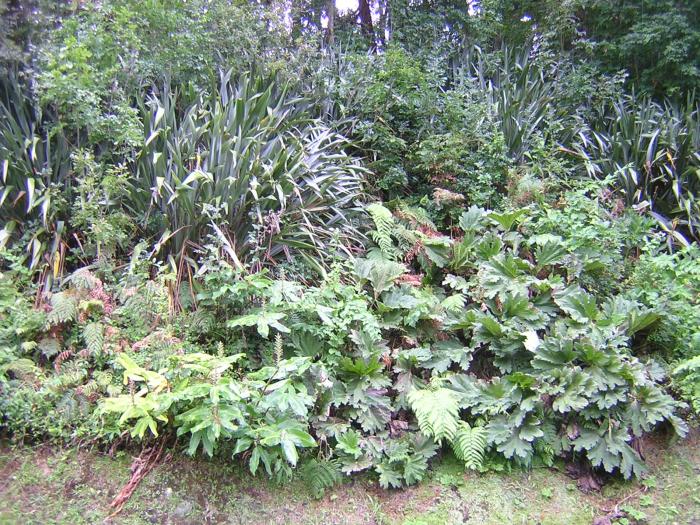 Gunnera tinctoria (Molina) Mirb.