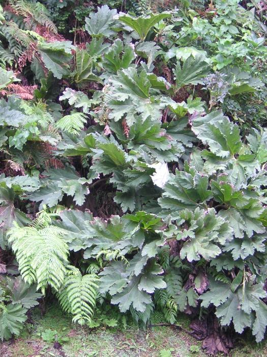 Gunnera tinctoria (Molina) Mirb.