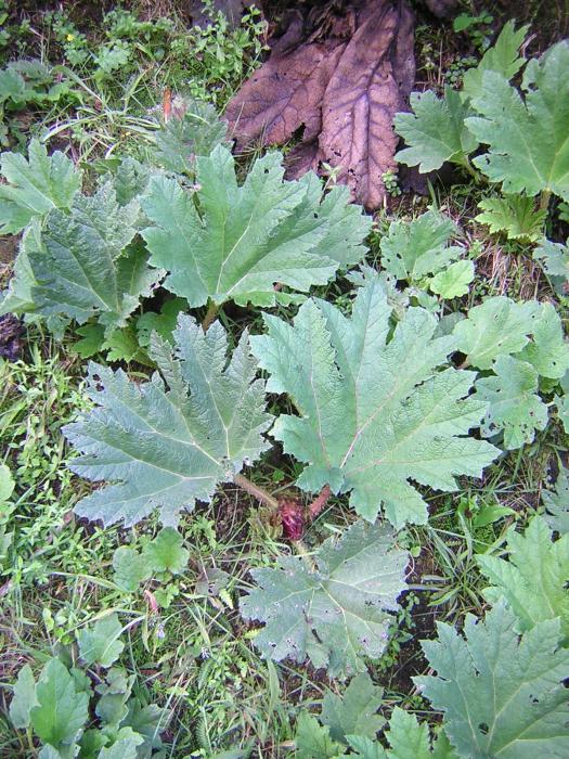 Gunnera tinctoria (Molina) Mirb.