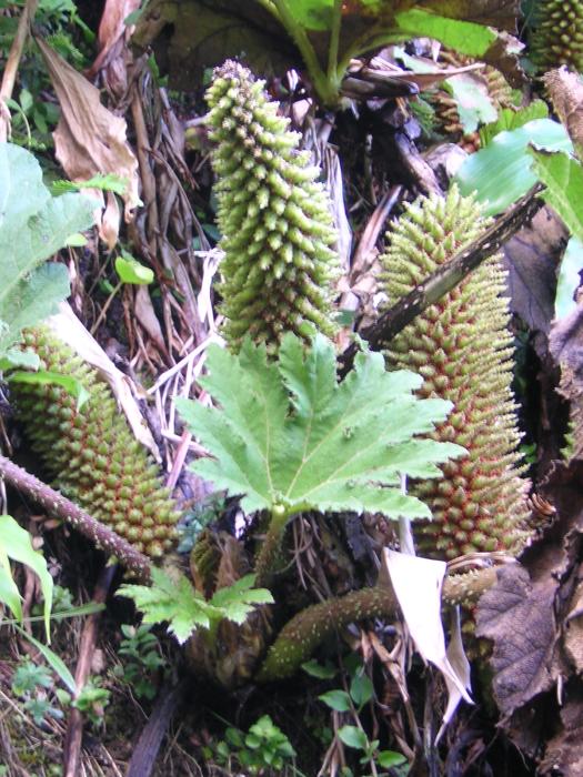 Gunnera tinctoria (Molina) Mirb.