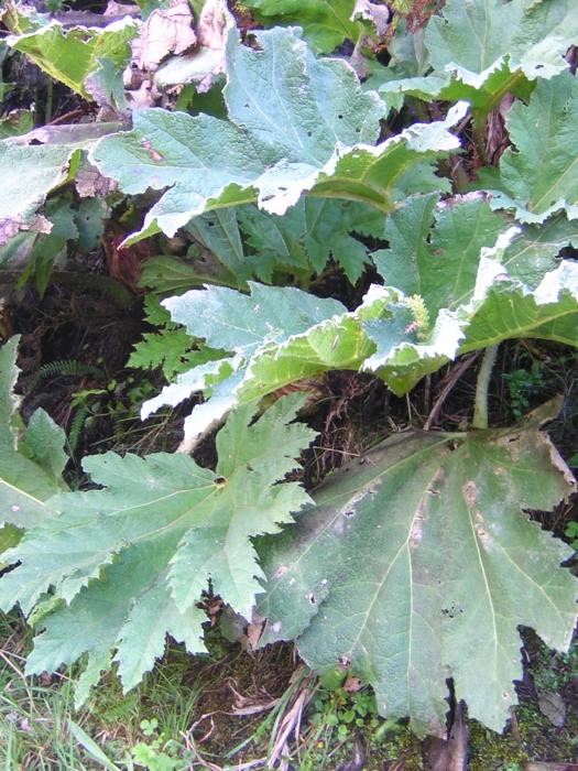 Gunnera tinctoria (Molina) Mirb.