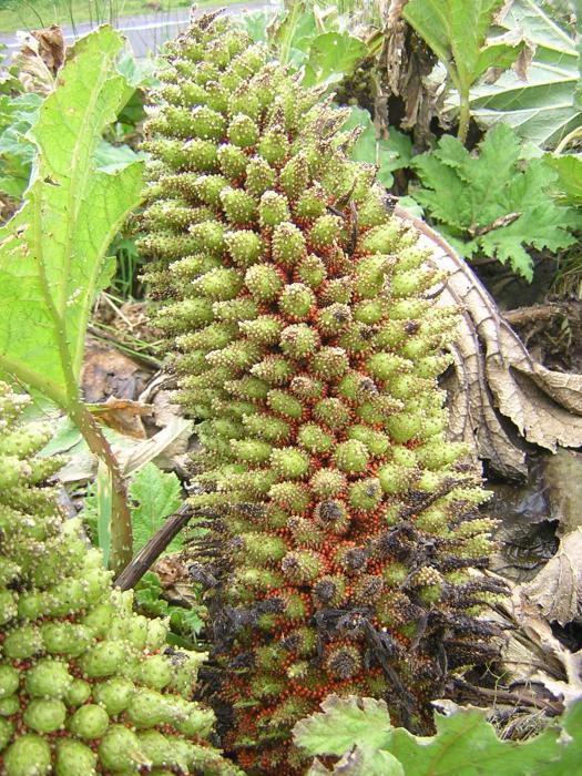 Gunnera tinctoria (Molina) Mirb.