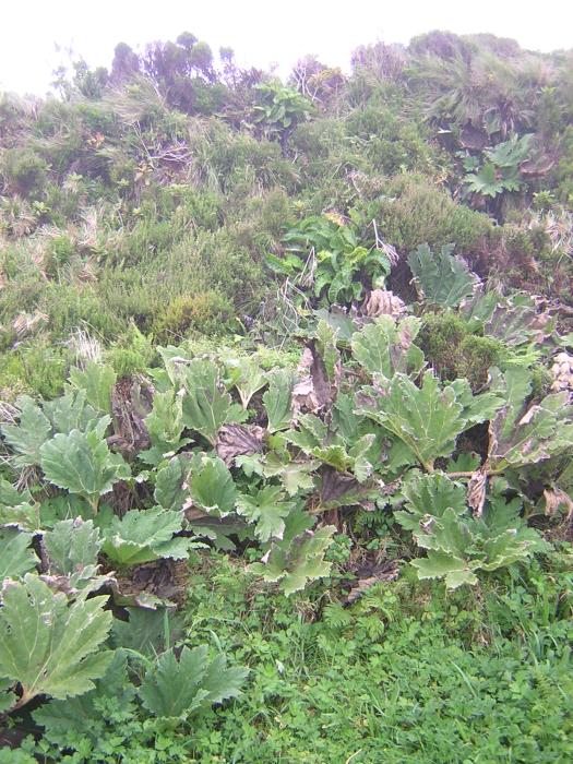 Gunnera tinctoria (Molina) Mirb.