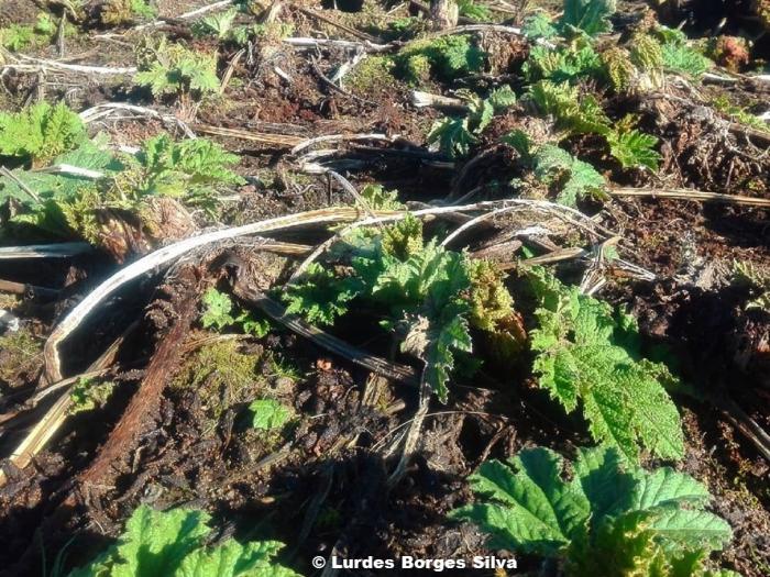 Gunnera tinctoria (Molina) Mirb.
