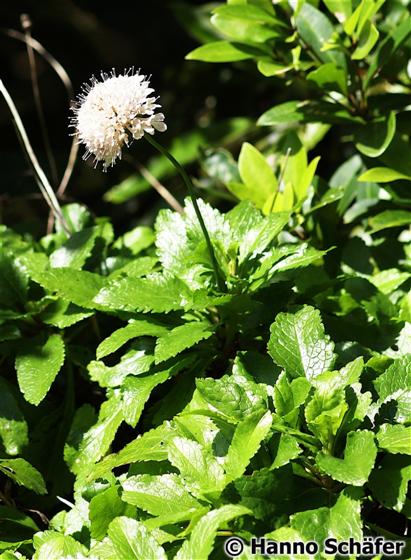 Tallo; hojas; inflorescencia / © Hanno Schaefer