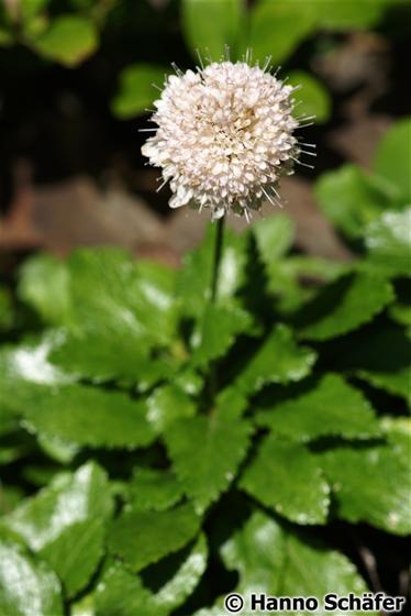 Inflorescencia / © Hanno Schaefer