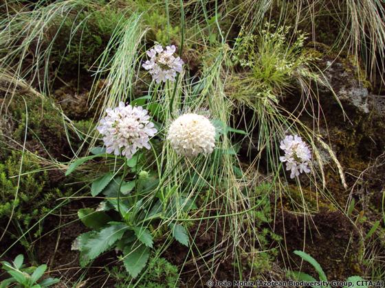 Tallo; hojas; inflorescencia / © João Moniz