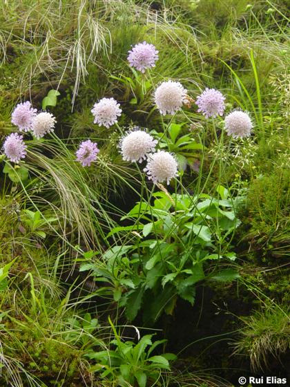 Tallo; hojas; inflorescencia / © Rui Elias