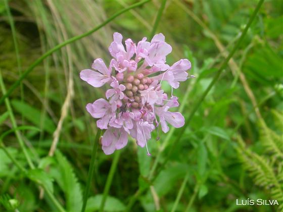 Inflorescencia / © Luís Silva
