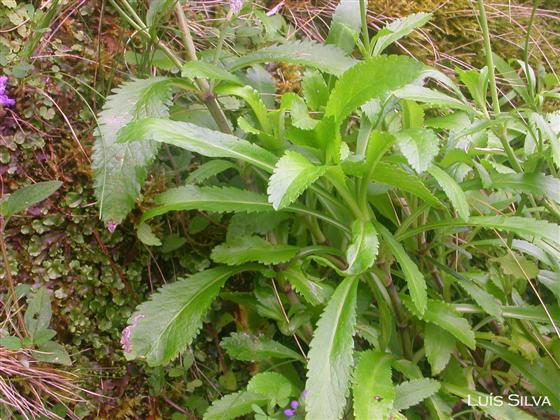 Hojas / © Luís Silva