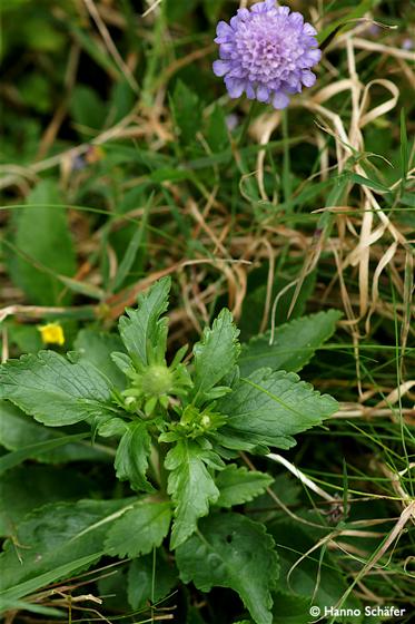 Hojas; inflorescencia / © Hanno Schaefer