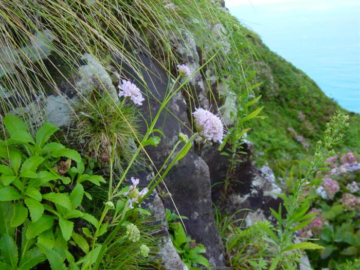 © Fernando Pereira & Paulo Borges