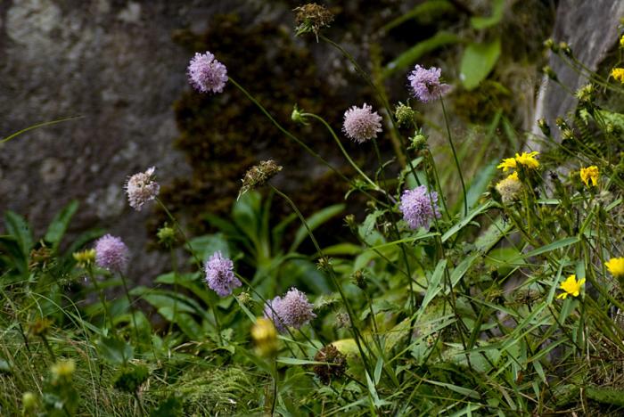 © Paulo Henrique Silva