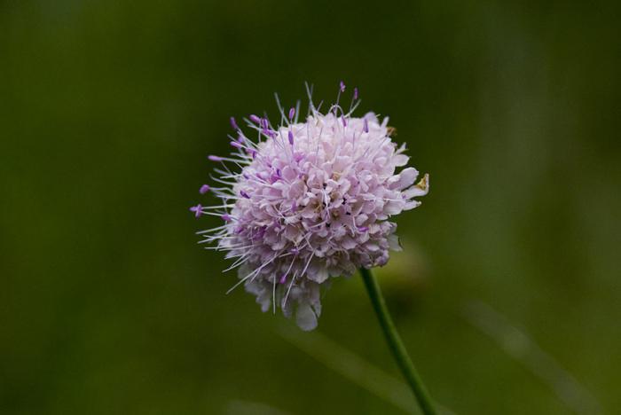 © Paulo Henrique Silva