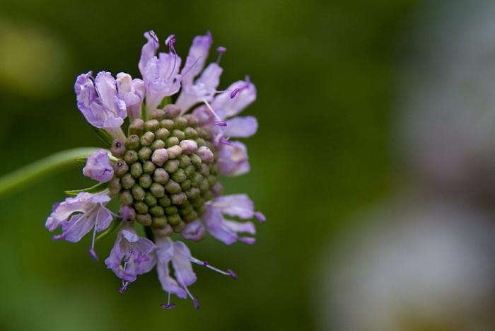 © Paulo Henrique Silva