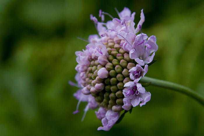 © Paulo Henrique Silva