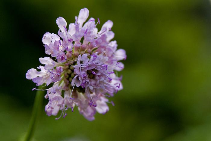 © Paulo Henrique Silva