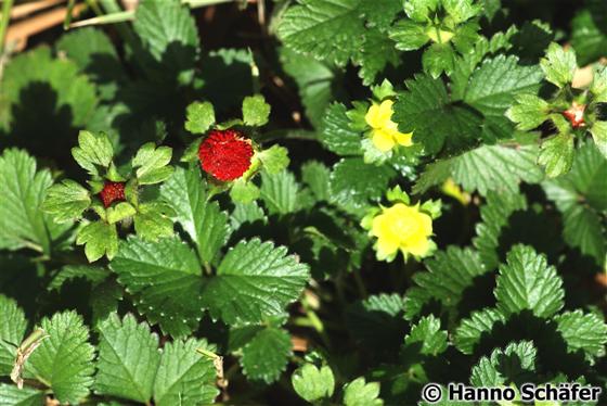 Hojas; flor; fruto / © Hanno Schaefer