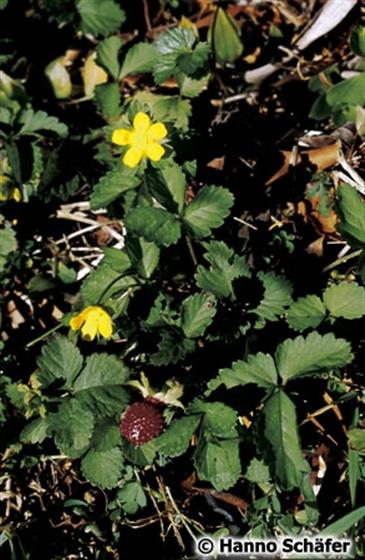 Hojas; flor; fruto / © Hanno Schaefer