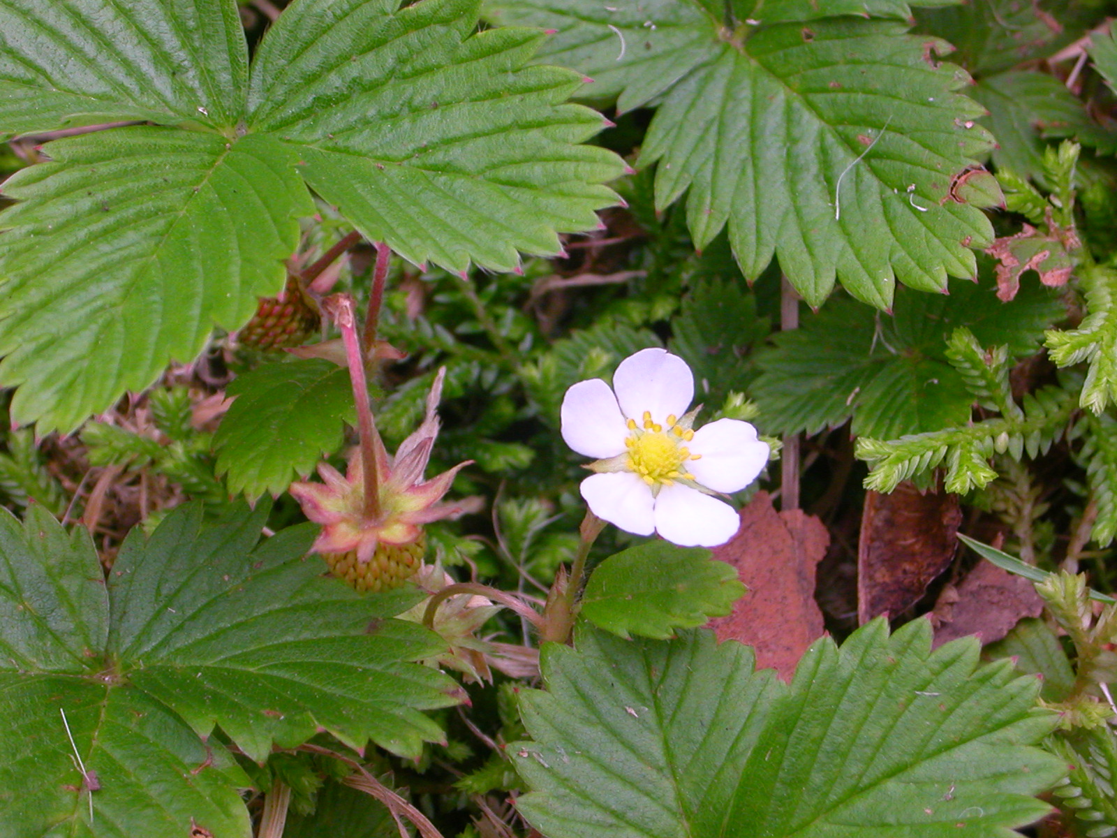 Potentilla indica (Andrews) T.Wolf | Azorean Biodiversity Portal