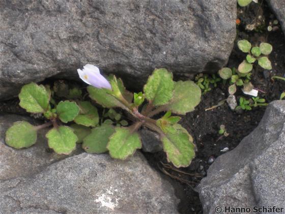Caule; folhas; flor / © Hanno Schaefer