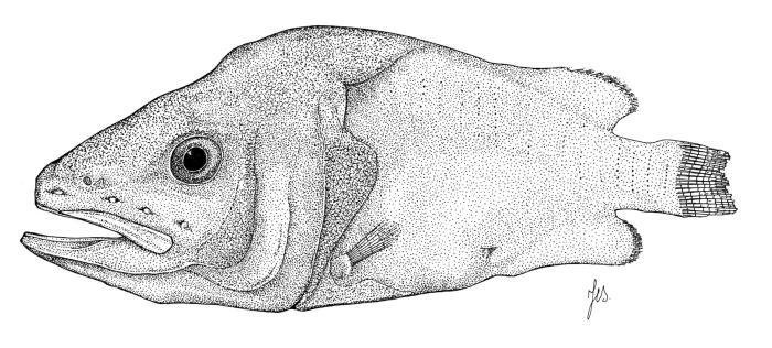 Rondeletia loricata Abe & Hotta, 1963