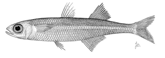 Atherina presbyter Cuvier, 1829