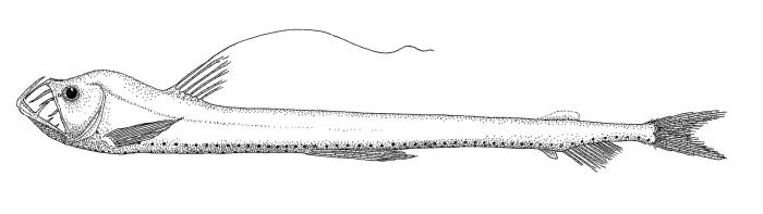 Ilustração / © Leslie Galagher